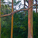 Illustration for article titled These Eucalyptus Trees Look Like They Are Made Of Crayons
